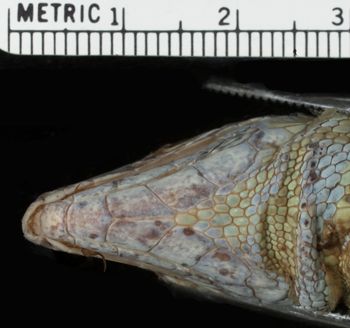 Media type: image;   Herpetology R-10537